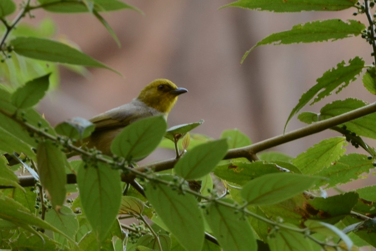 Yellow-throated Bulbul - Panchapakesan Jeganathan