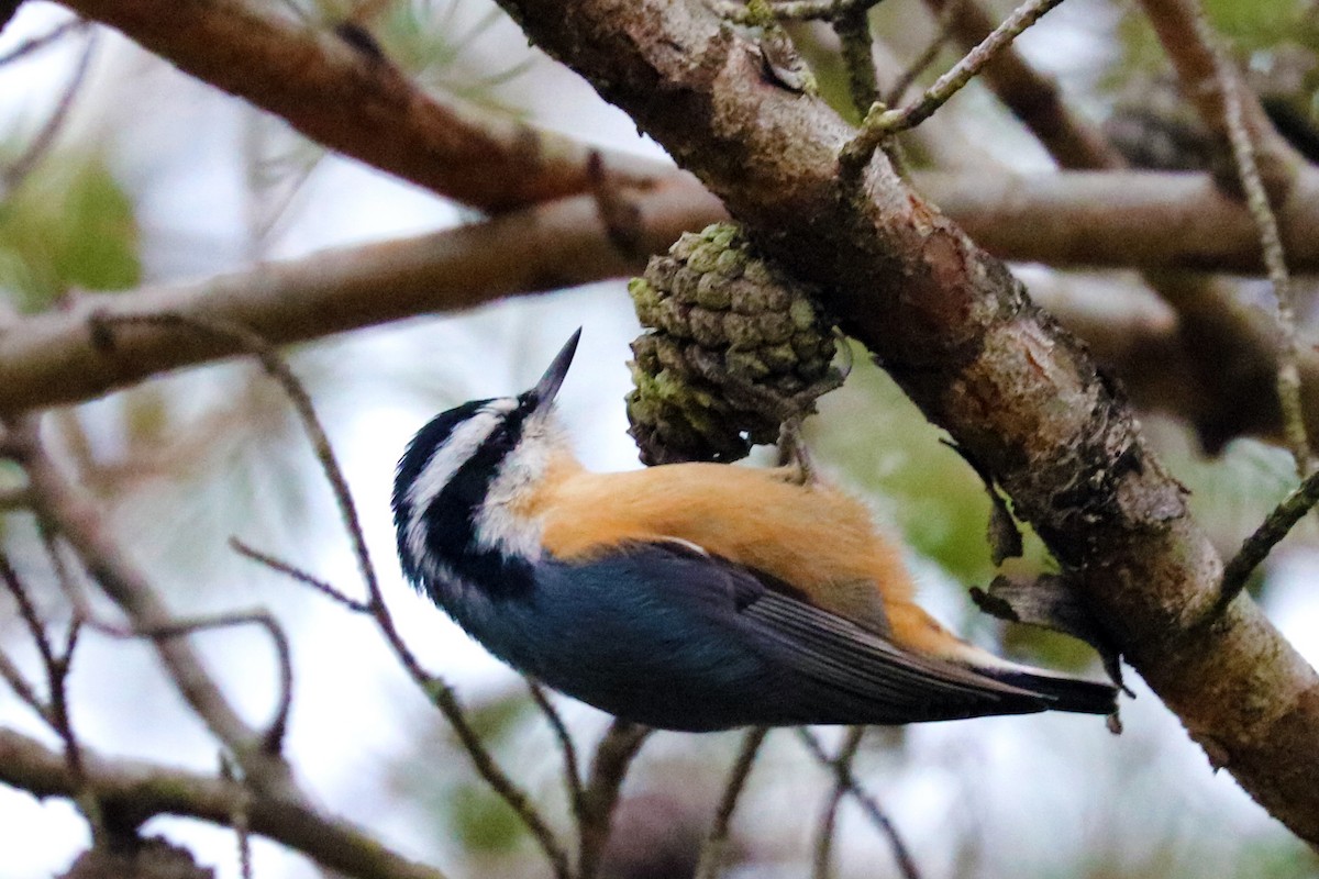 Red-breasted Nuthatch - ML131157211