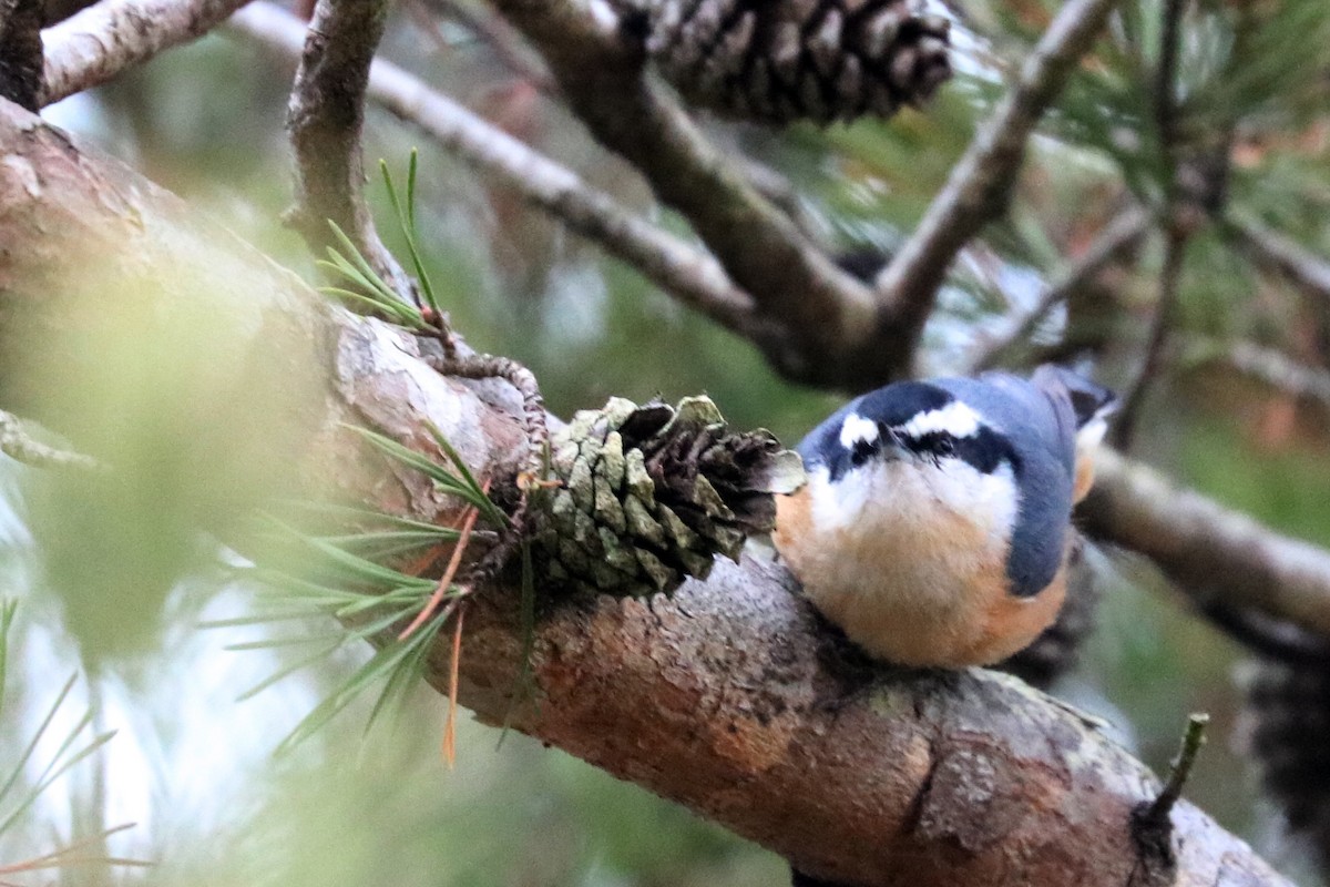 Red-breasted Nuthatch - ML131157231