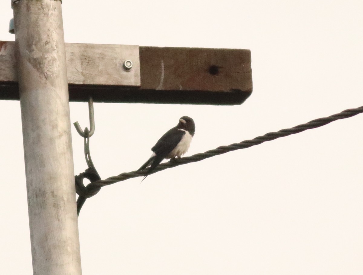Great Woodswallow - ML131159501