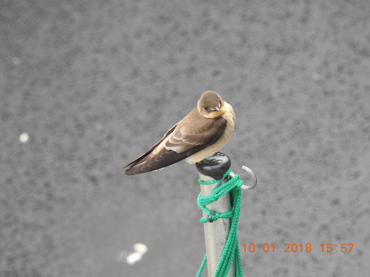 Southern Rough-winged Swallow - ML131160381