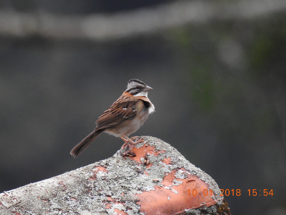 Rufous-collared Sparrow - ML131160571