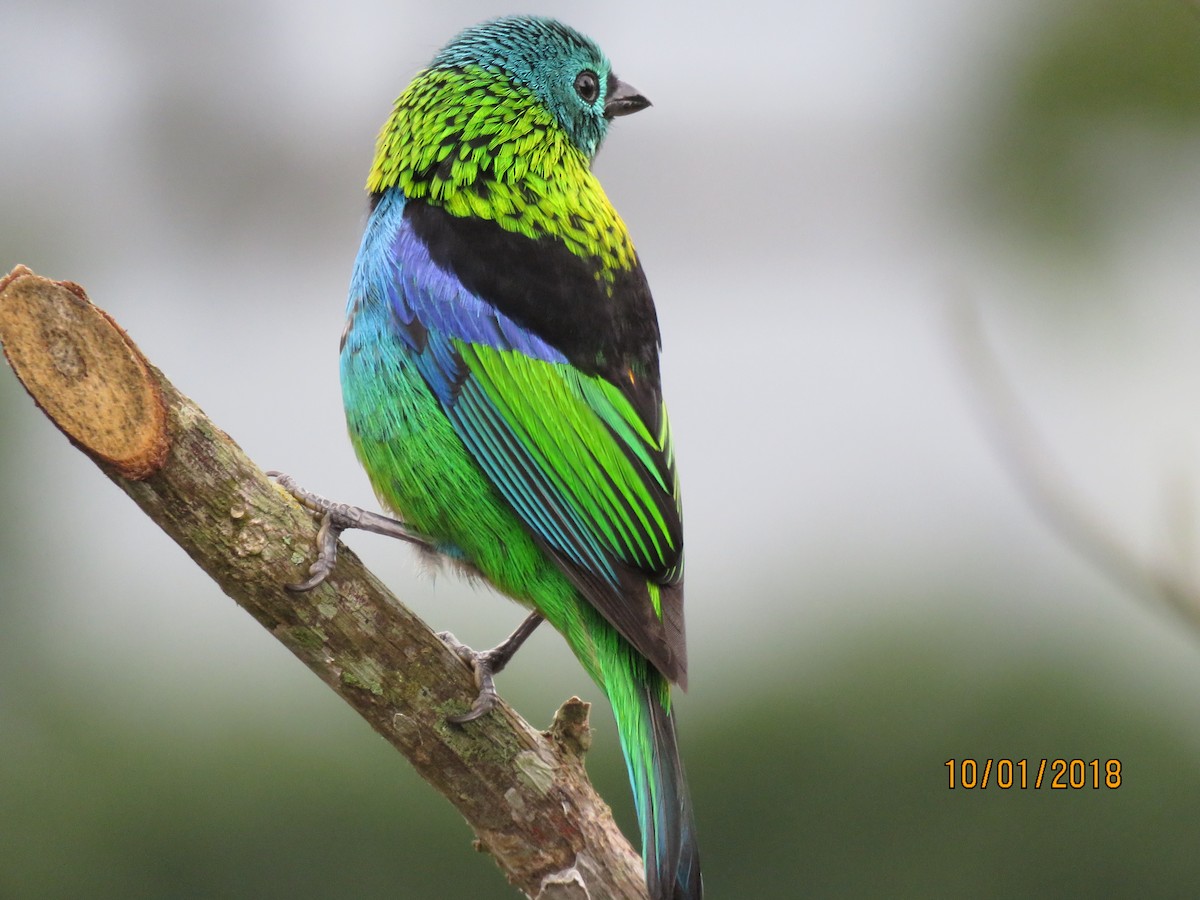 Green-headed Tanager - ML131160641