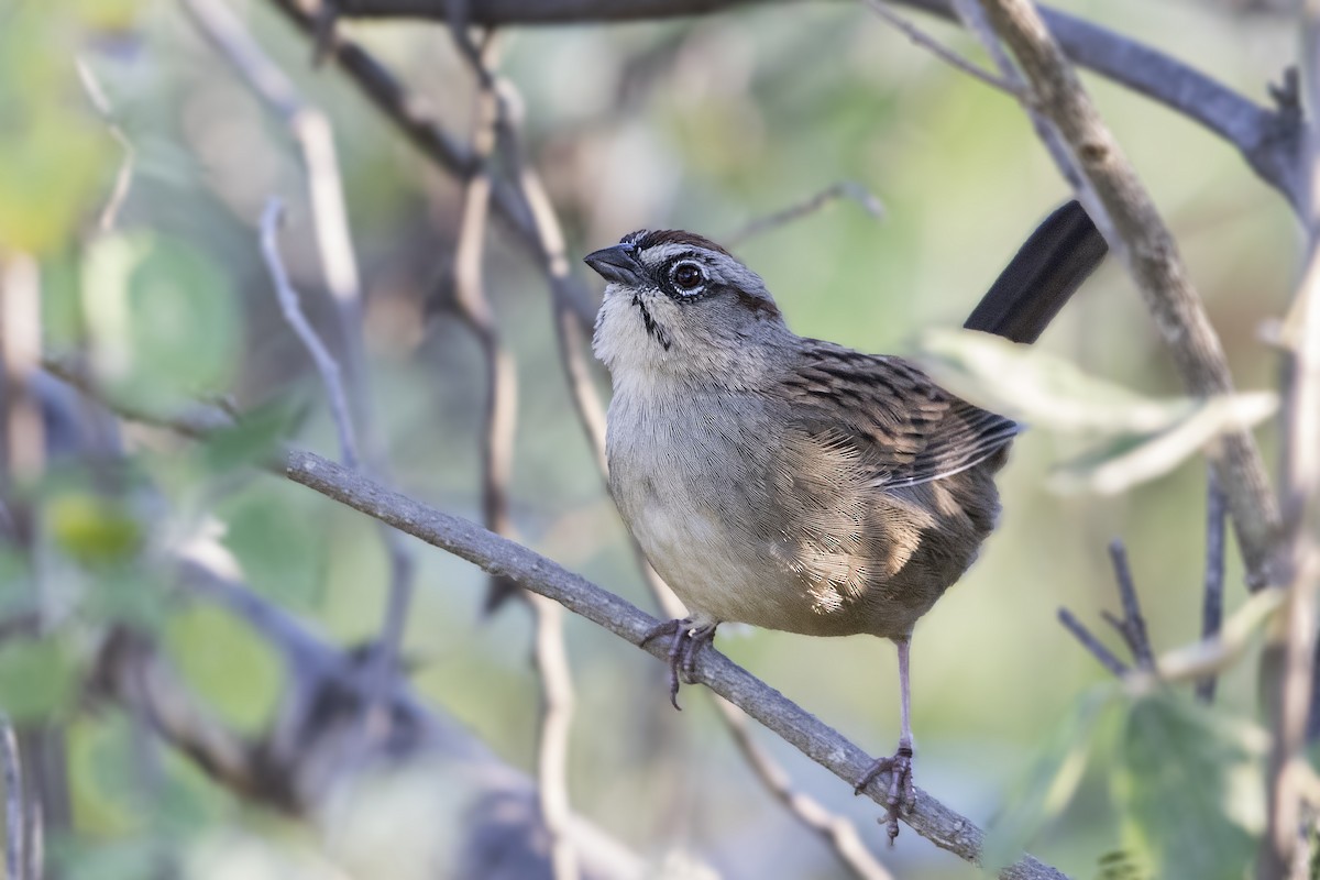 Oaxaca Sparrow - ML131162251