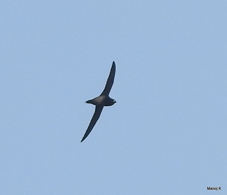 Brown-backed Needletail - ML131163631