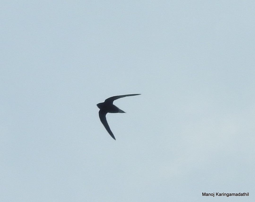 Brown-backed Needletail - ML131164081