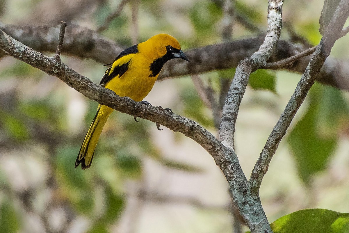 Yellow-tailed Oriole - ML131164181