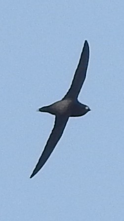 Brown-backed Needletail - ML131164411