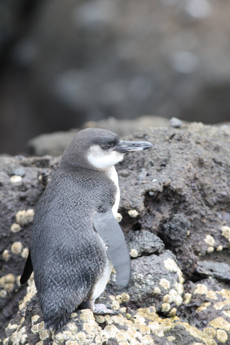 Galapagos Penguin - george parker