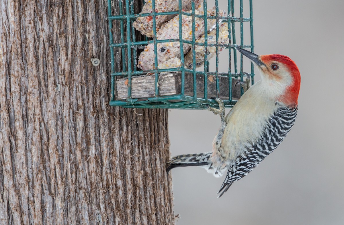 Red-bellied Woodpecker - Norbert Hache