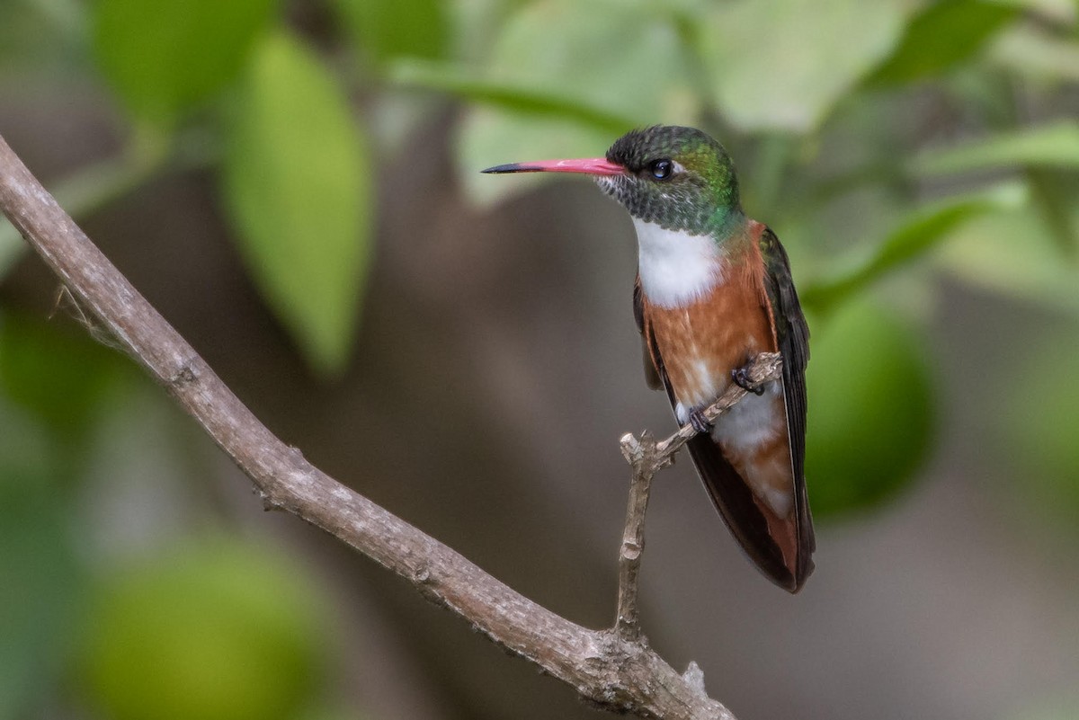 Amazilia Hummingbird - Ragupathy Kannan