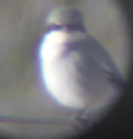 Loggerhead Shrike - ML131169321