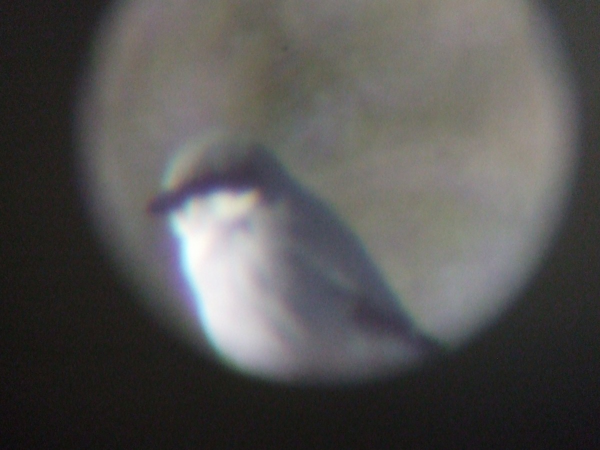 Loggerhead Shrike - ML131169411