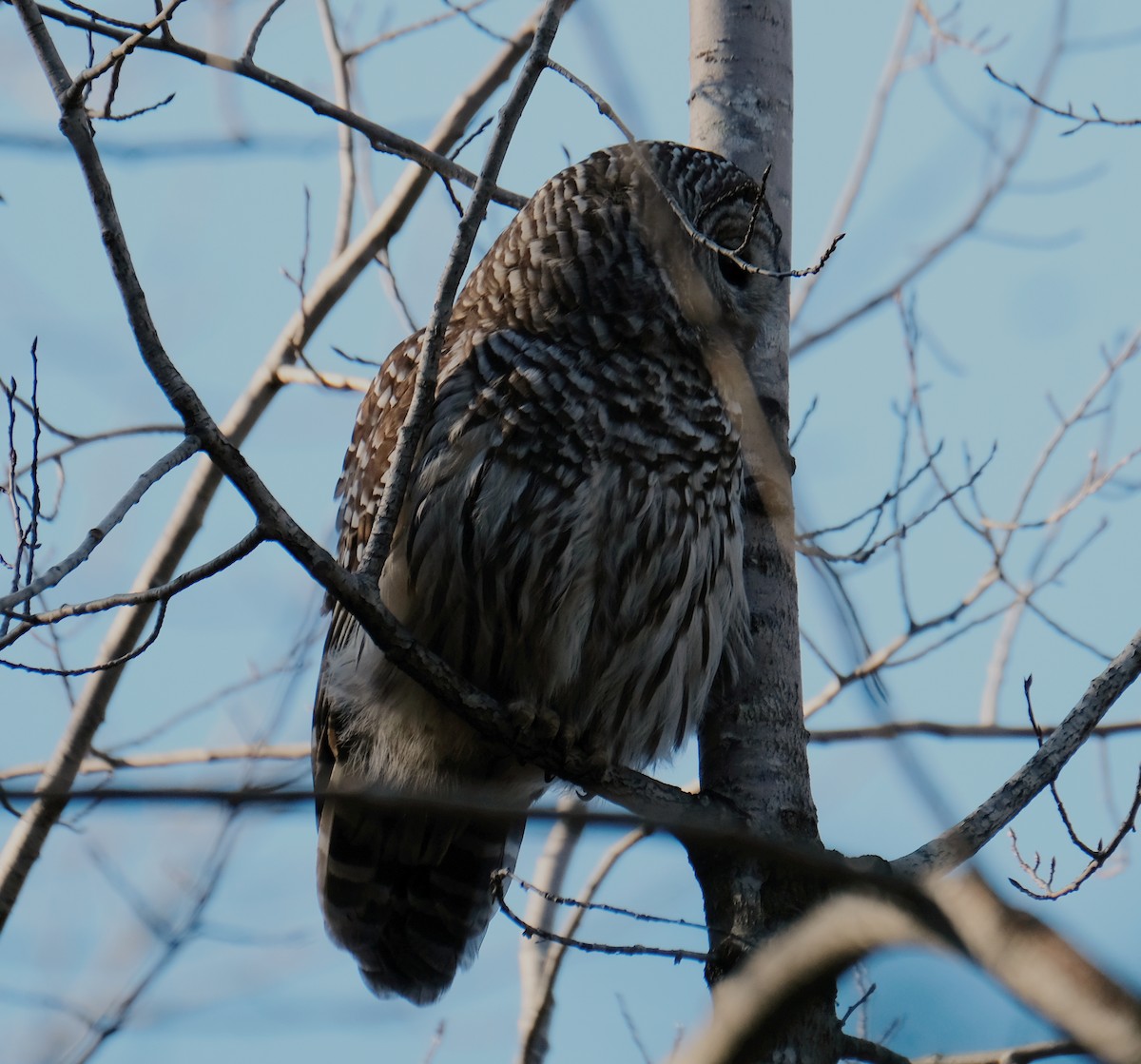 Barred Owl - Kerry Diskin