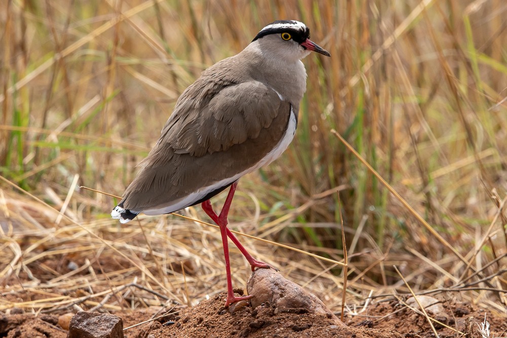 Crowned Lapwing - Alex G.