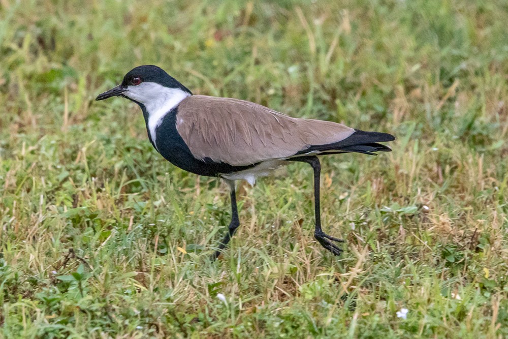 Spur-winged Lapwing - Alex G.