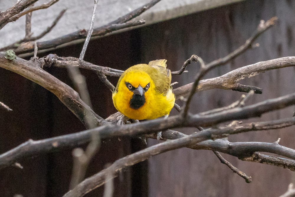 Spectacled Weaver - Alex G.