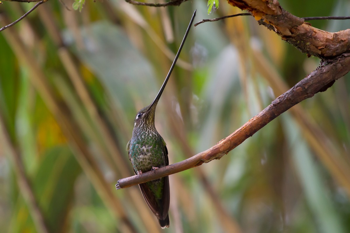 Sword-billed Hummingbird - ML131176301