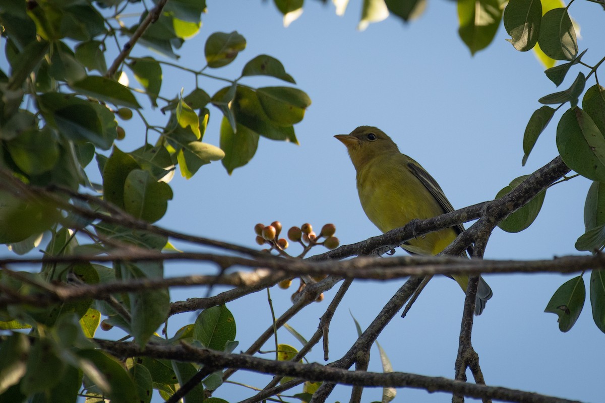 Western Tanager - ML131176341