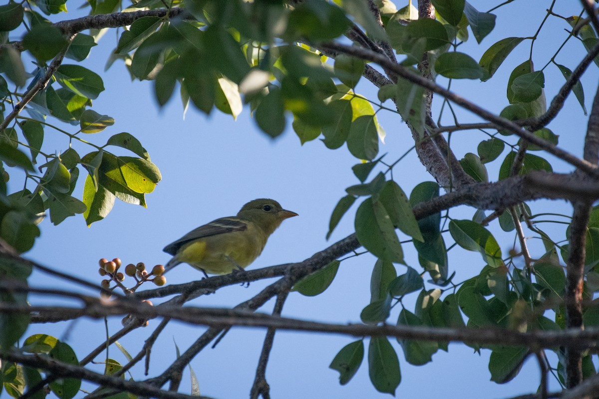 Western Tanager - ML131176361