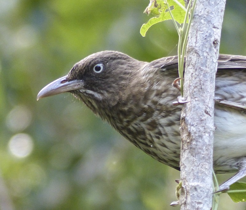 Pearly-eyed Thrasher - Narca Moore