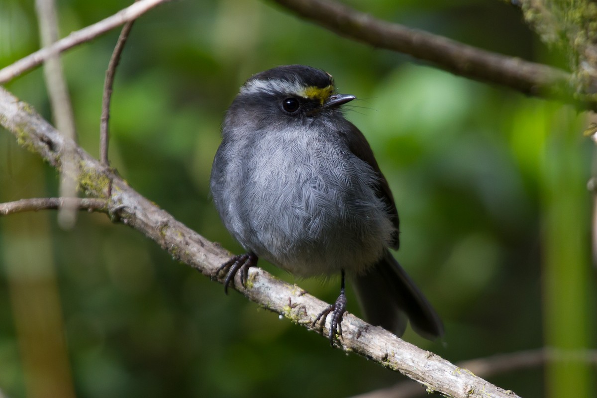 Crowned Chat-Tyrant - ML131176471