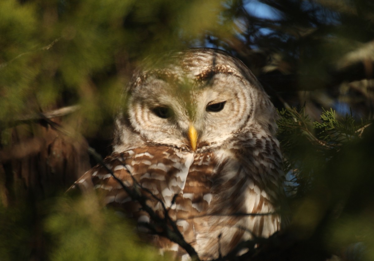 Barred Owl - Frederick Bowes