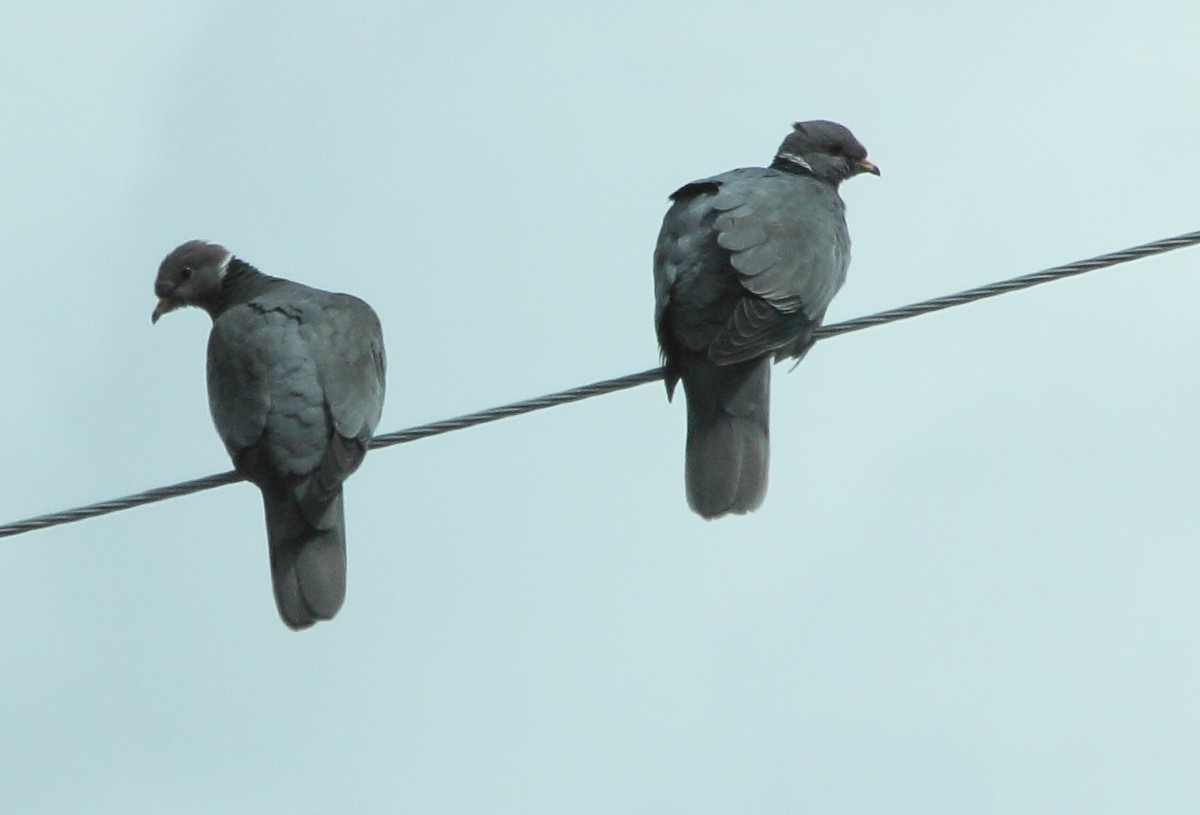 Band-tailed Pigeon (Northern) - Rachel LeBlanc