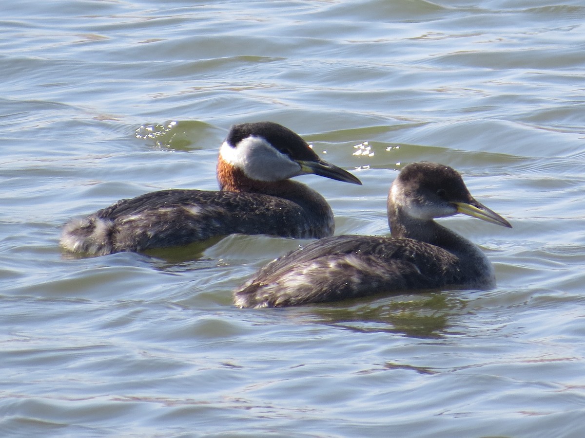 Red-necked Grebe - B Griffin