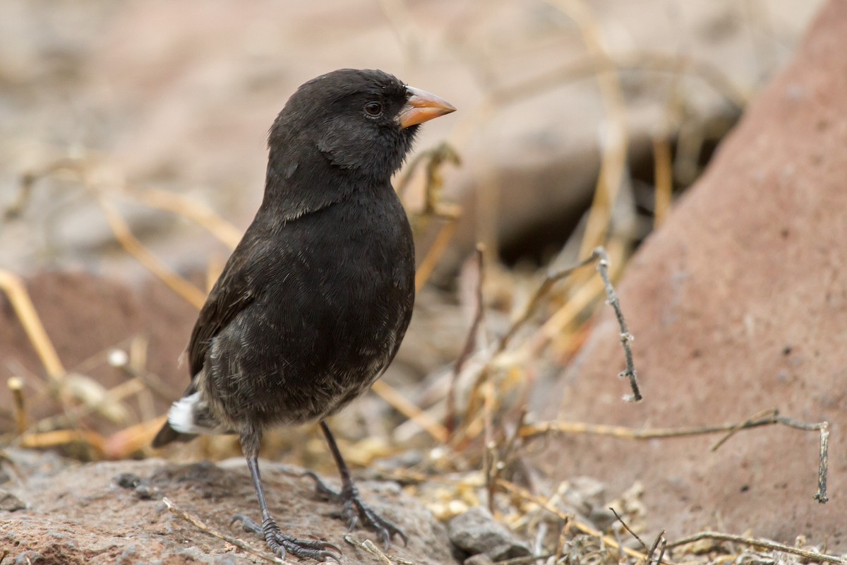 Small Ground-Finch - David Marques