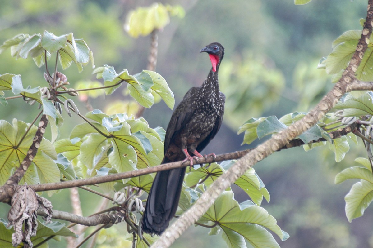 Crested Guan - ML131186911
