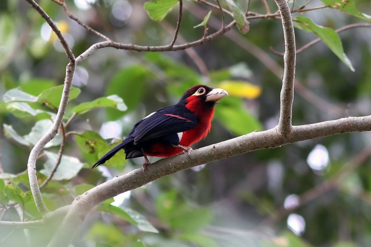 Double-toothed Barbet - David Bradley