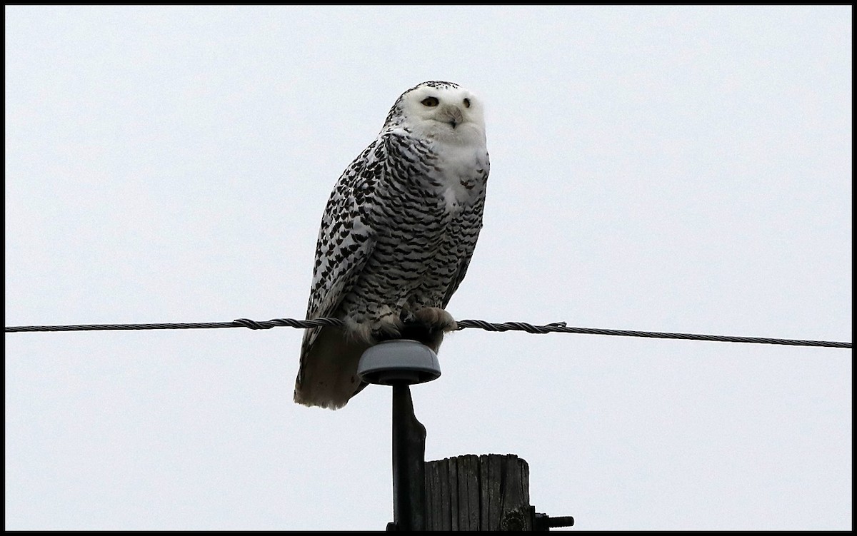 Snowy Owl - ML131188301