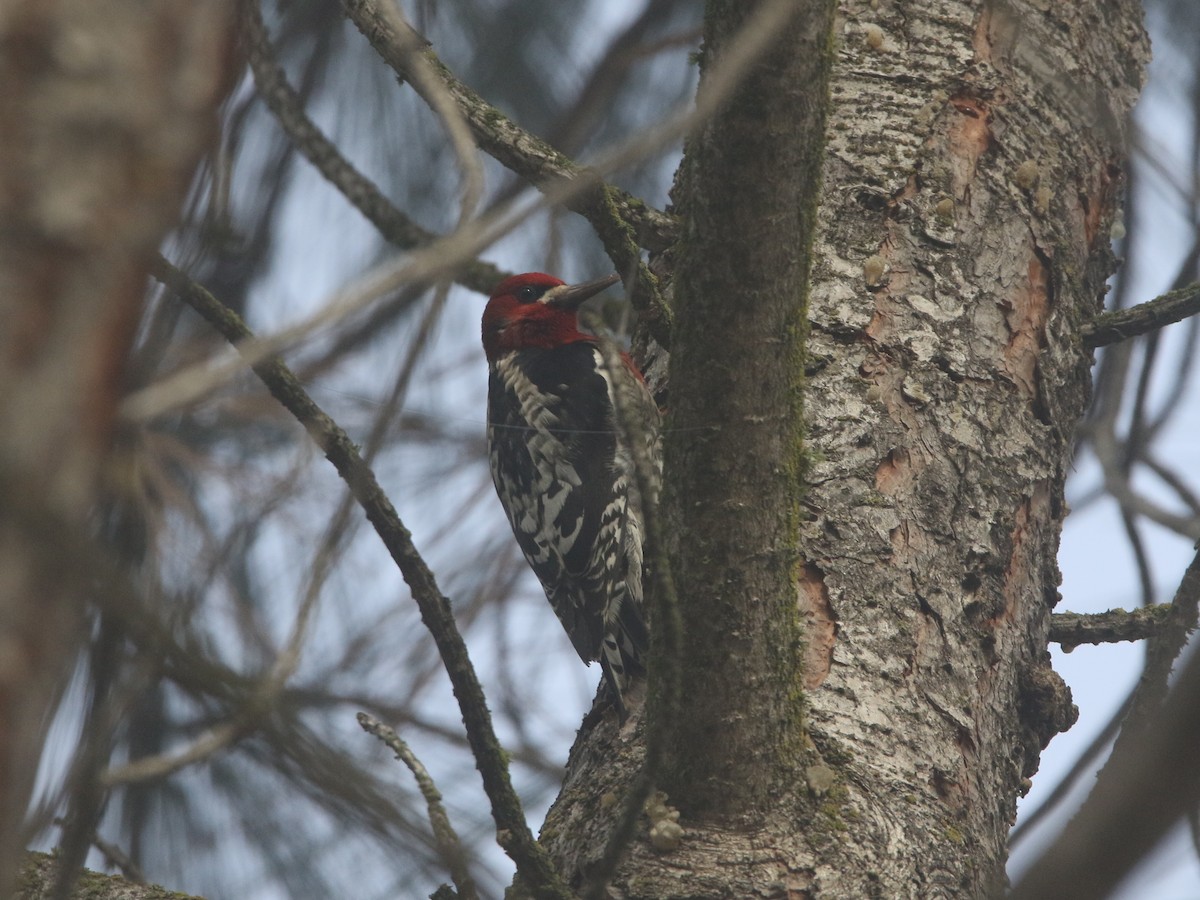 Red-breasted Sapsucker - ML131189131