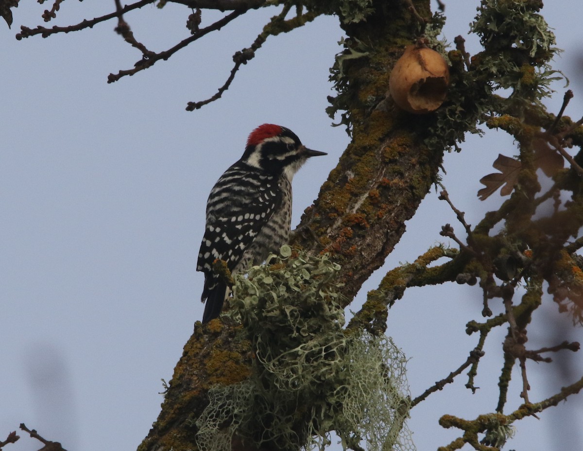 Nuttall's Woodpecker - ML131189281