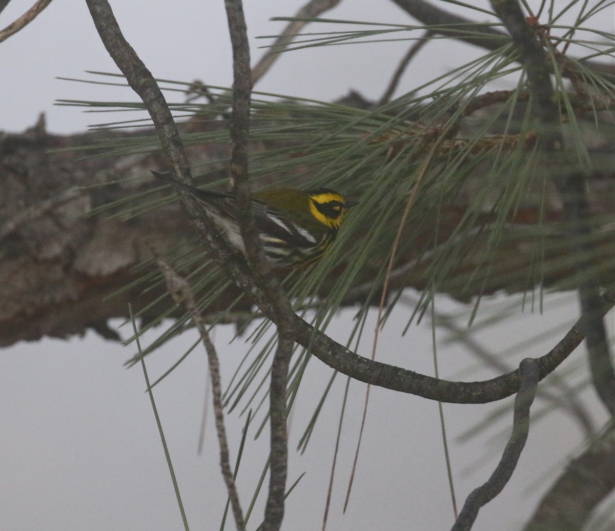 Townsend's Warbler - Pair of Wing-Nuts