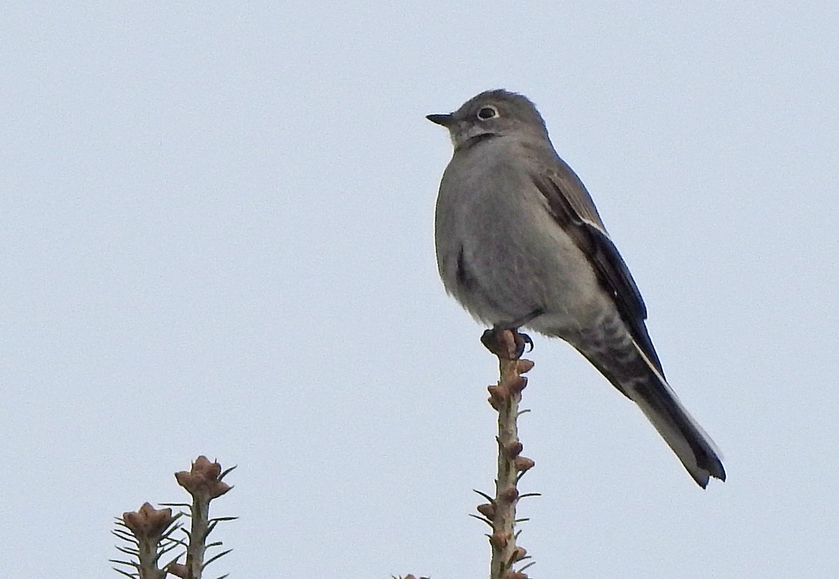 Townsend's Solitaire - ML131191421