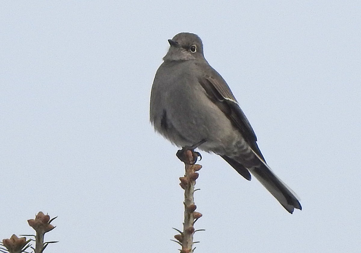 Townsend's Solitaire - ML131191441