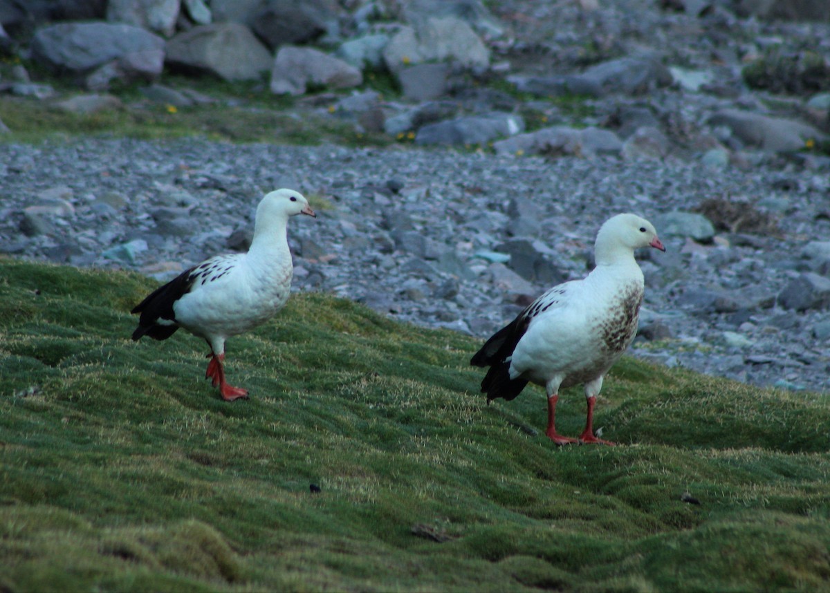 Andean Goose - Matías Garrido 🐧