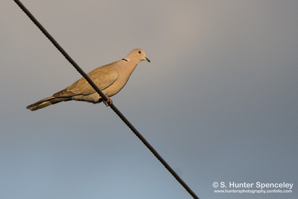 Eurasian Collared-Dove - S. Hunter Spenceley