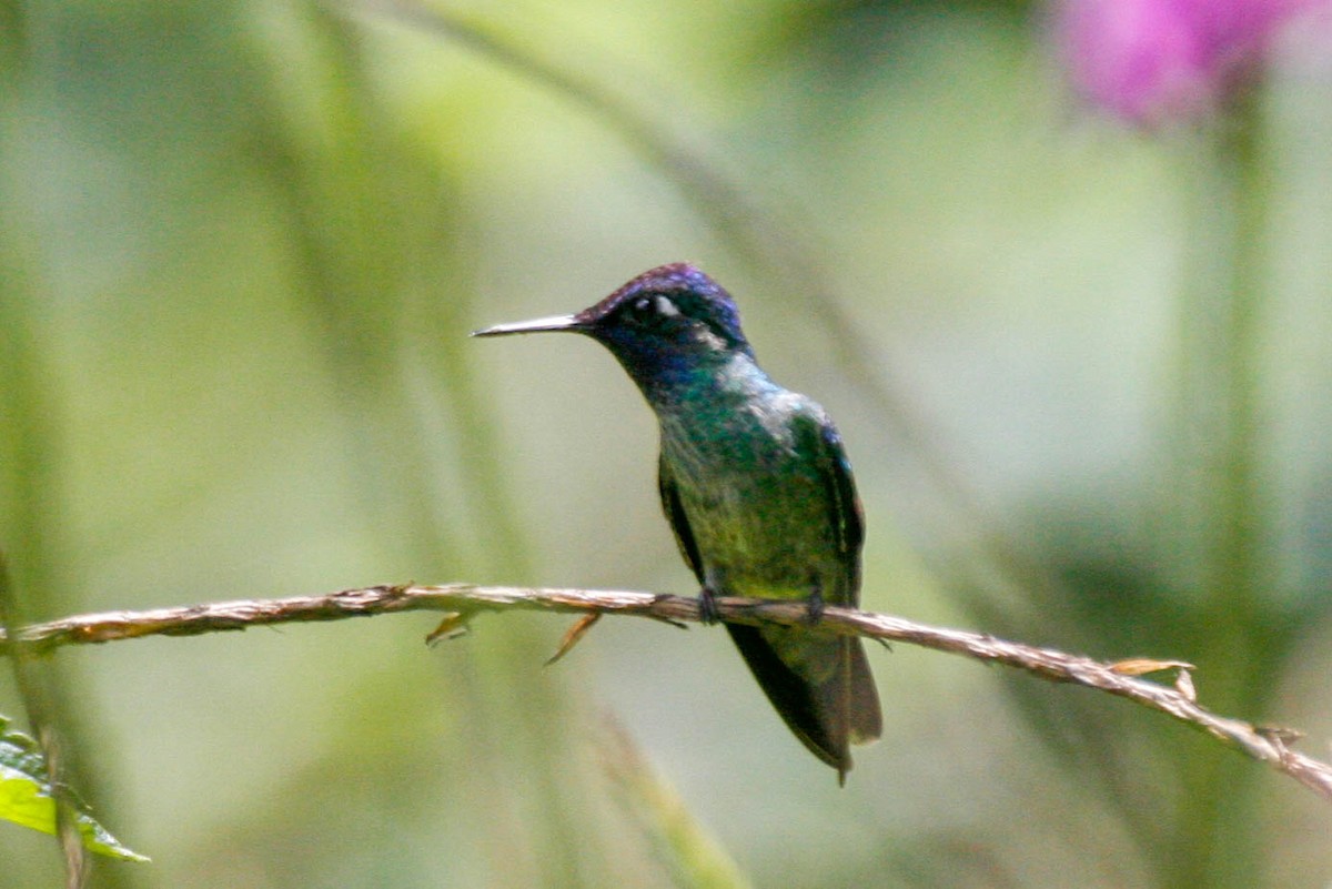 Violet-headed Hummingbird - Edward Boyd