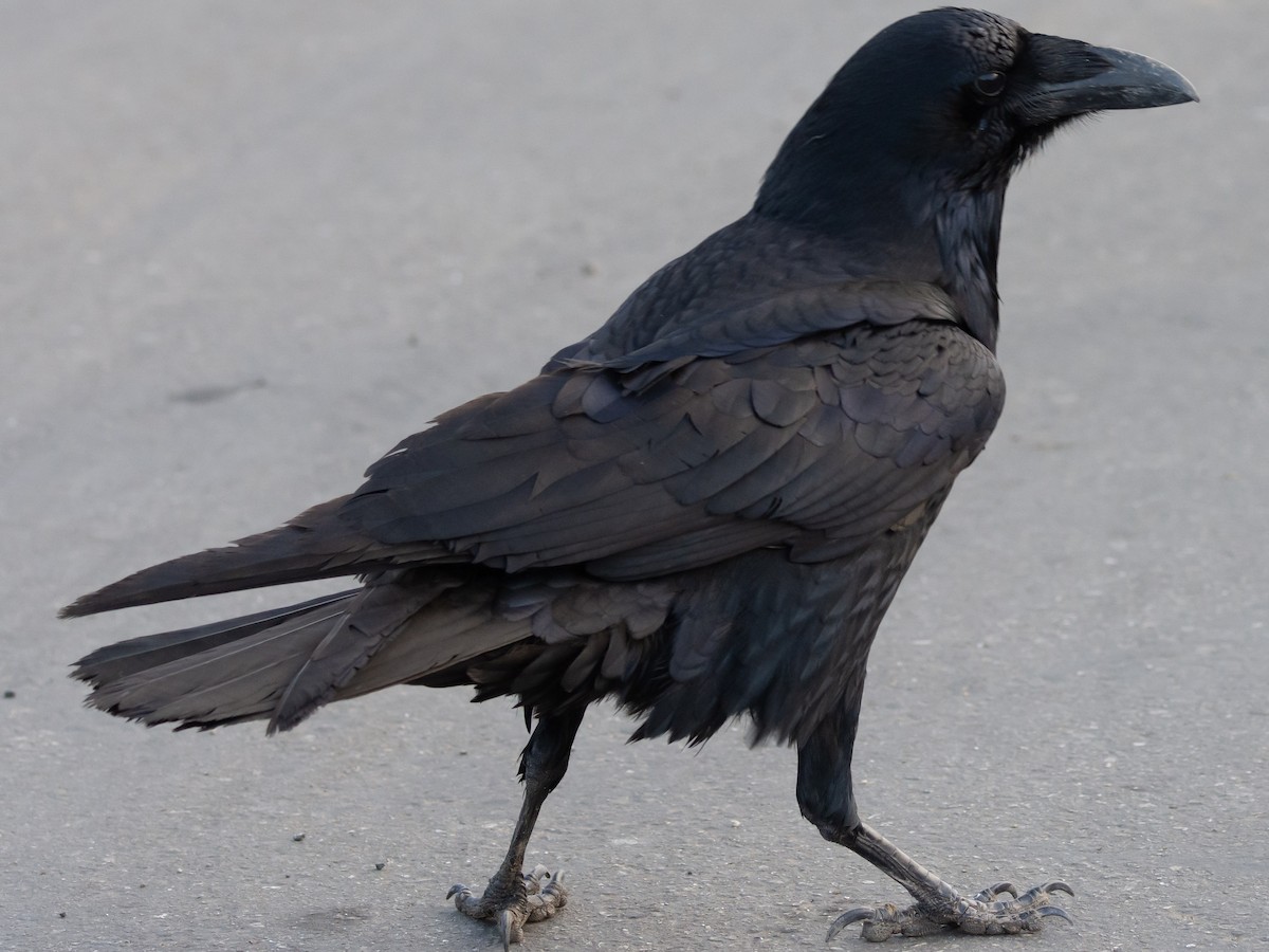 Common Raven - Jason Horton