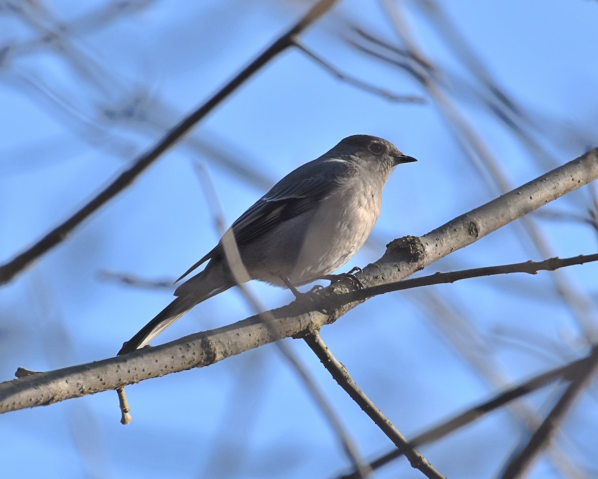 Townsend's Solitaire - Brian Hicks