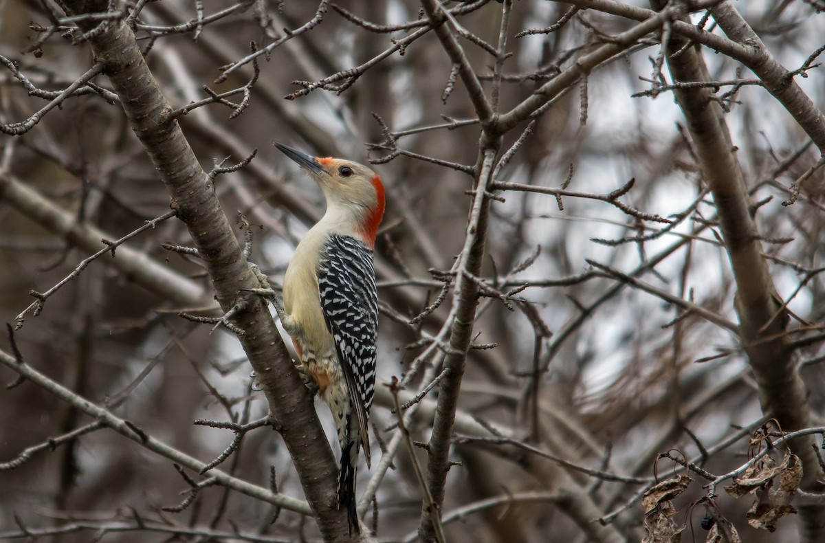 Red-bellied Woodpecker - ML131197311