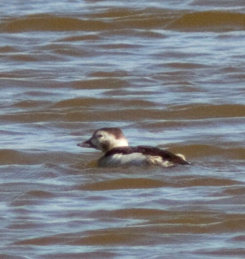 Long-tailed Duck - ML131200491