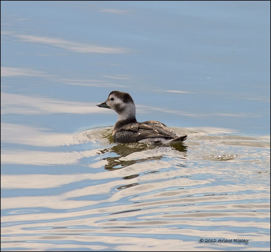 Long-tailed Duck - ML131200501