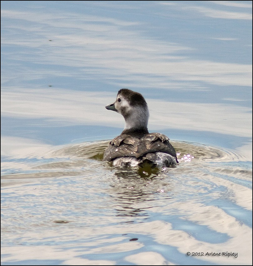 Long-tailed Duck - ML131200531