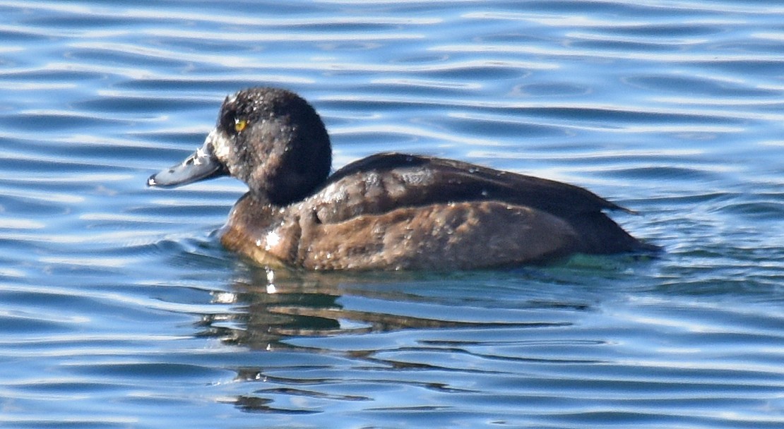 Greater Scaup - ML131209211