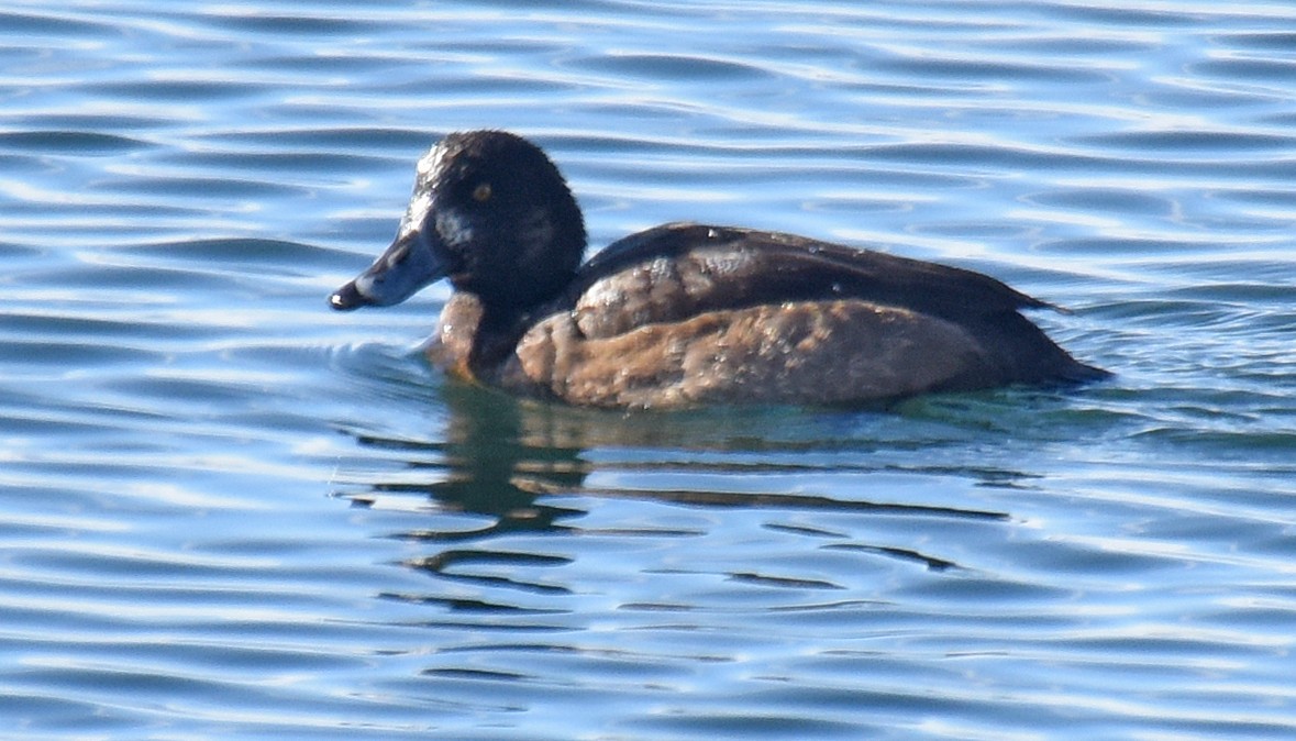 Greater Scaup - ML131209221