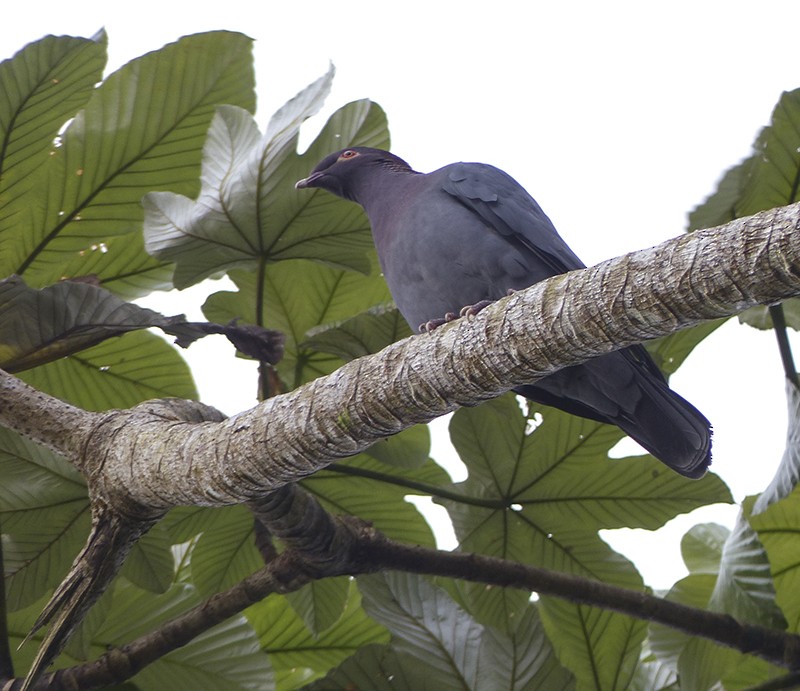 Scaly-naped Pigeon - ML131212211